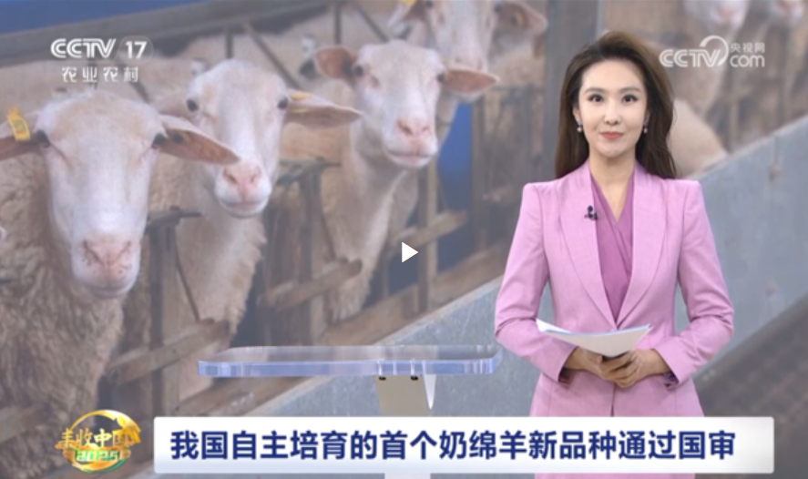 【中央电视台】我国自主培育的首个奶绵羊新品种通过国审