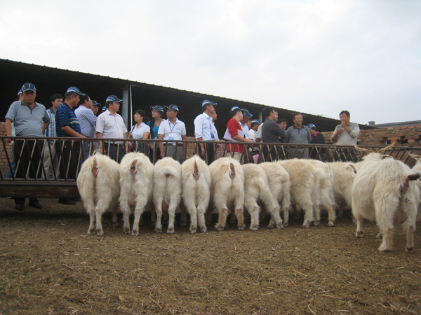 國家絨毛用羊產業技術體系營養與飼料技術培訓暨陝北白絨山羊產業發展