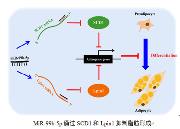 ed0035fc214a4baa9af900e0c1e7231b.png 图片2_副本.png