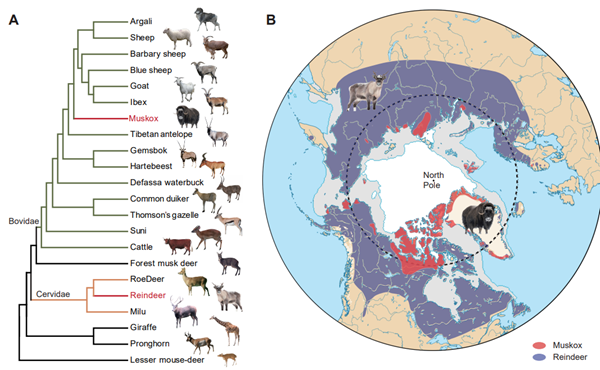 图1 麝香牛和驯鹿的系统发育树和地理分布_副本.png
